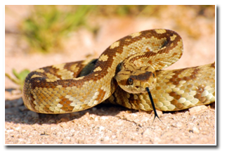 rattlesnake