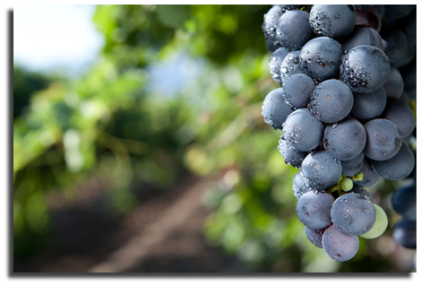 bunch of grapes in a vineyard