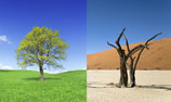 deux images d’arbres accolées, un vert feuillu dans une prairie verdoyante sous un beau ciel bleu, et un autre sec et mort, noir, dans un endroit désertique.