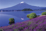 paysage – champ de fleurs de lavande, lac, et montagne au sommet enneigé se reflétant dans le lac