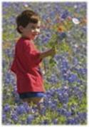 enfant cueillant des fleurs, au milieu d’un champs de fleurs